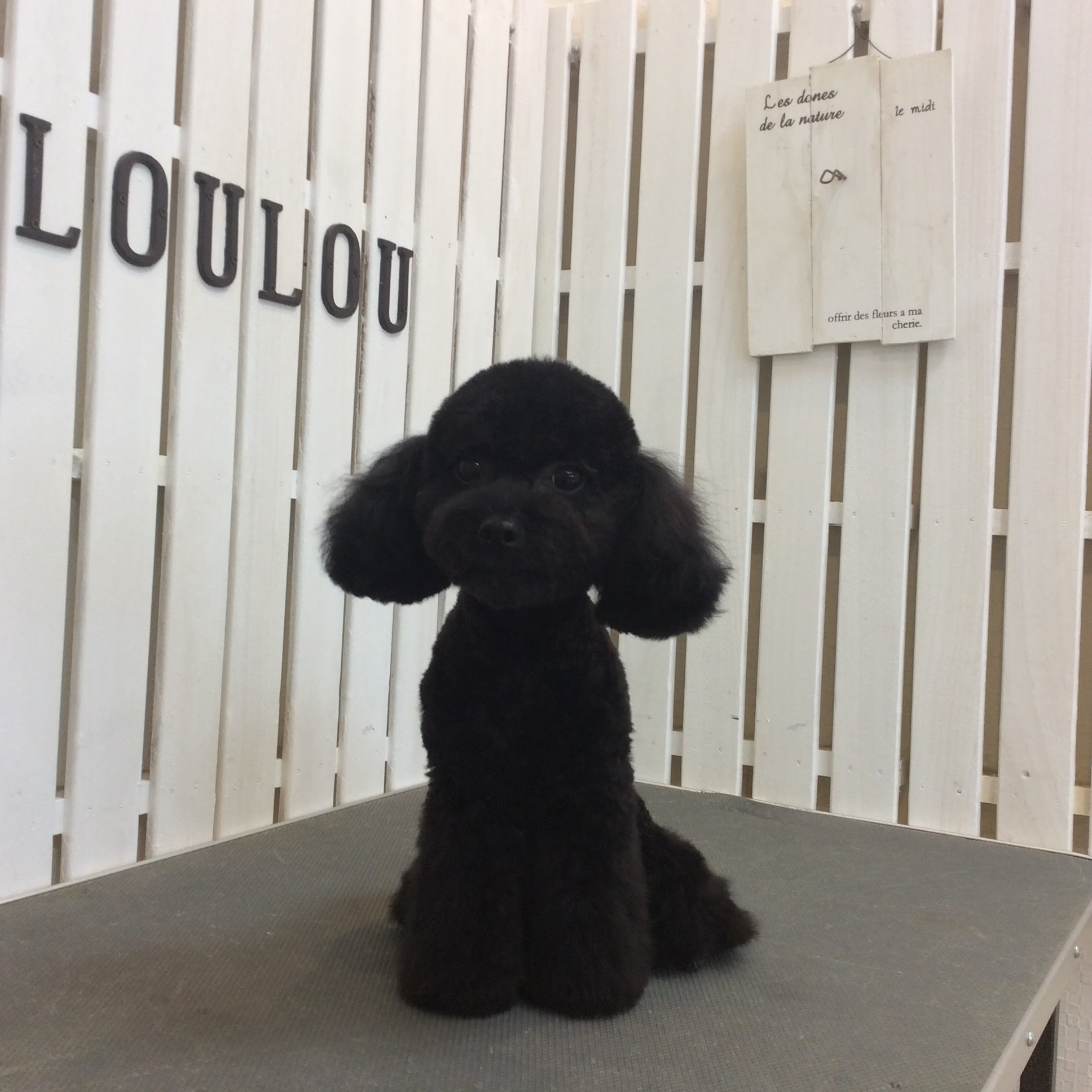 トイプードル はなびちゃん テディベアカット 相模原市緑区東橋本 トリミングサロン Loulou