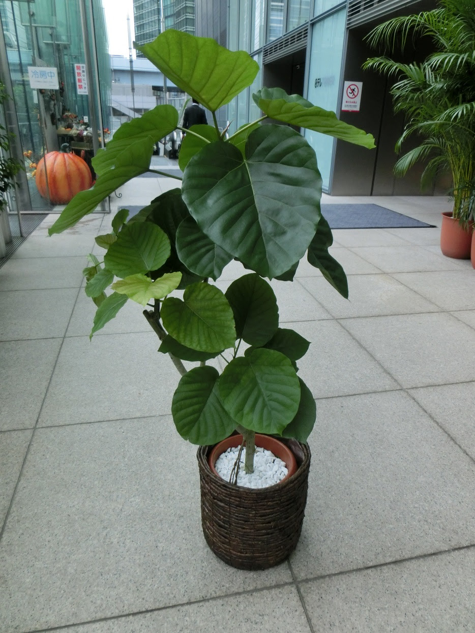 Other Flowers ウンベラータ 10号鉢 ル 花フェ日テレプラザ店 港区のお花屋