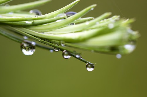 Dew on Conifer