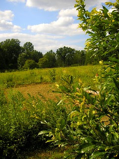 Willow Wood Arboretum! 3