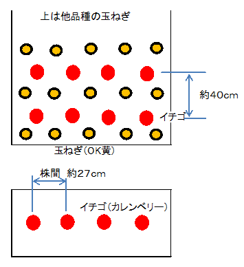 イチゴとタマネギ栽培