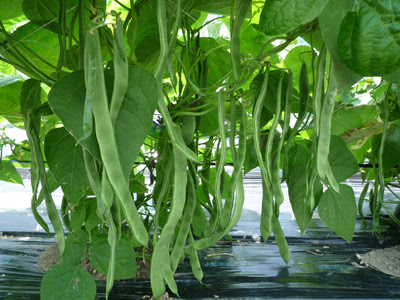 ビックリジャンボインゲンの成長 気ままな耕作日記 野菜大好き