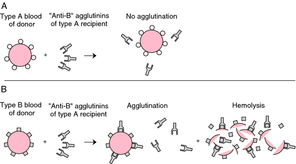 Slide agglutination test  definition of slide 