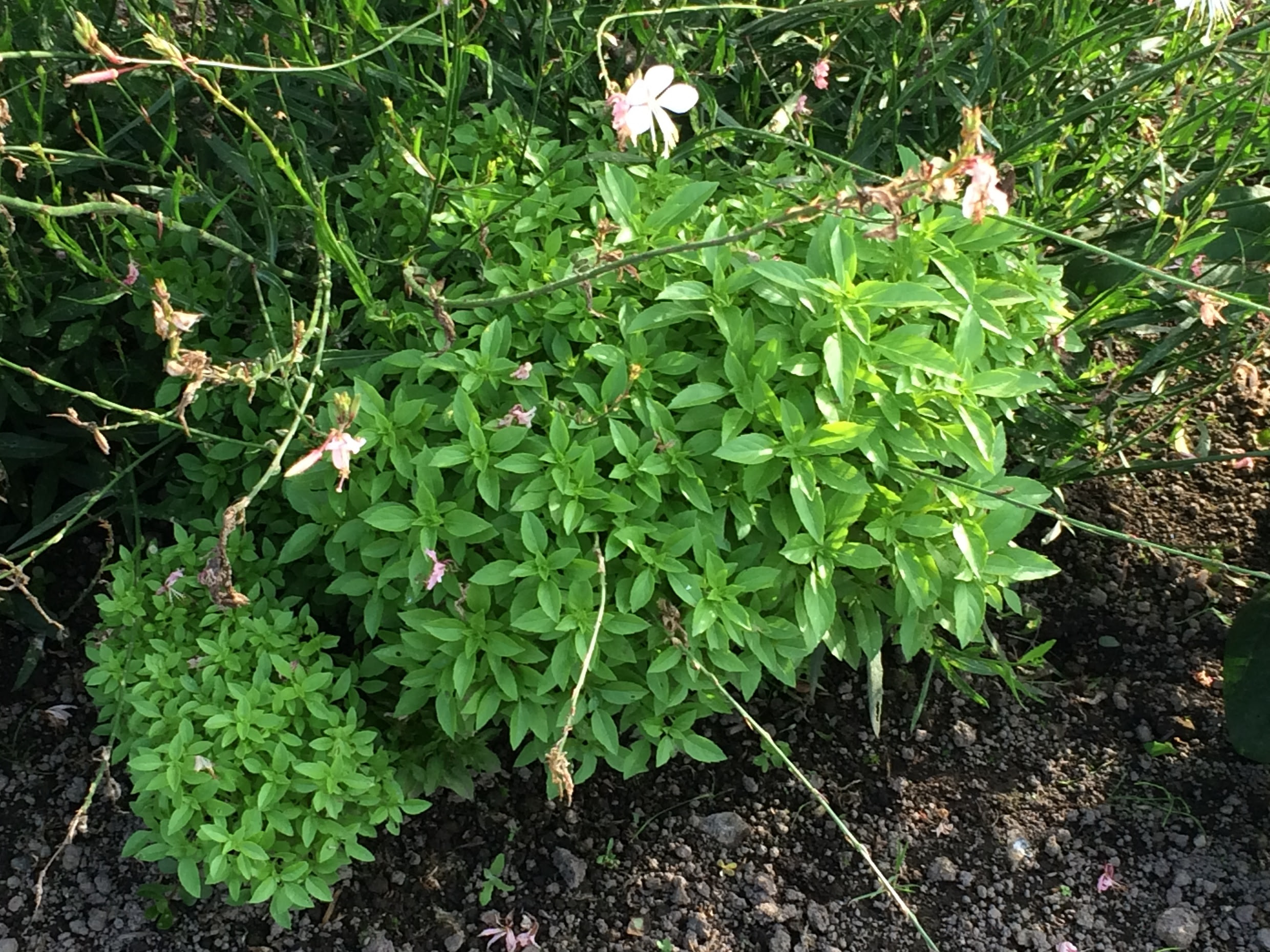 ブッシュバジル Blog Seed To Harvest
