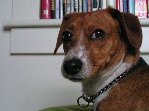 penny the puppy 1