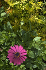 Flower and foliage, Gowanus Nursery