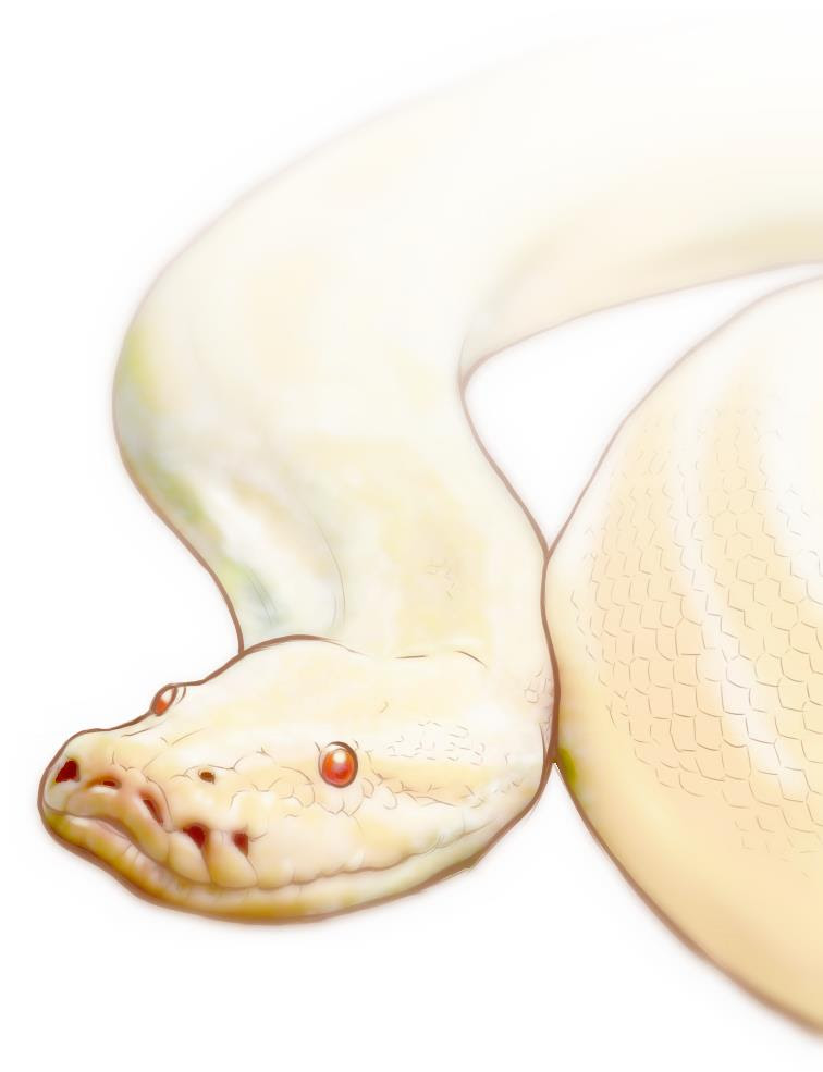 リアルなヘビのイラスト素材 Kmsys巳年賀状イラスト素材集