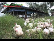 Popular 14+ Chicken Harvesting, Viral!