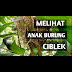 Sarang Burung Ciblek Kristal / Perbedaan Ciblek Kristal ( Cikris ) dan Ciblek Semi ... - Sukses menangkar ciblek kristal di kandang terbuka.