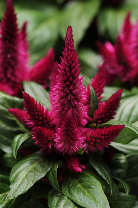 These 12 annual flowers can take it all and thrive. Celosia Kosmo Cherry Celosia spicata Cherry from Hillcrest