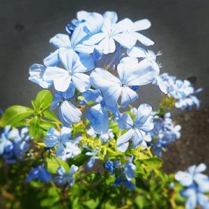 まるで浴衣 涼しげな花 柏木植物園
