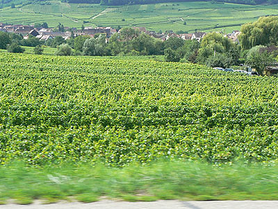 retour dans les vignes.jpg