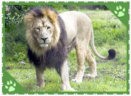 Indian Widlife Photos on Asiatic Lion Fast Facts   Interesting Facts About Indian Lions
