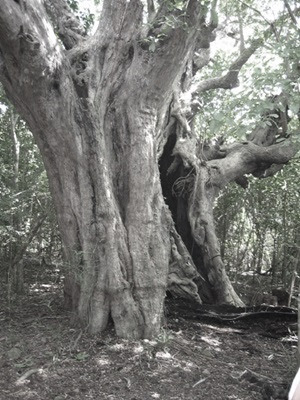 Tamarind tree 1