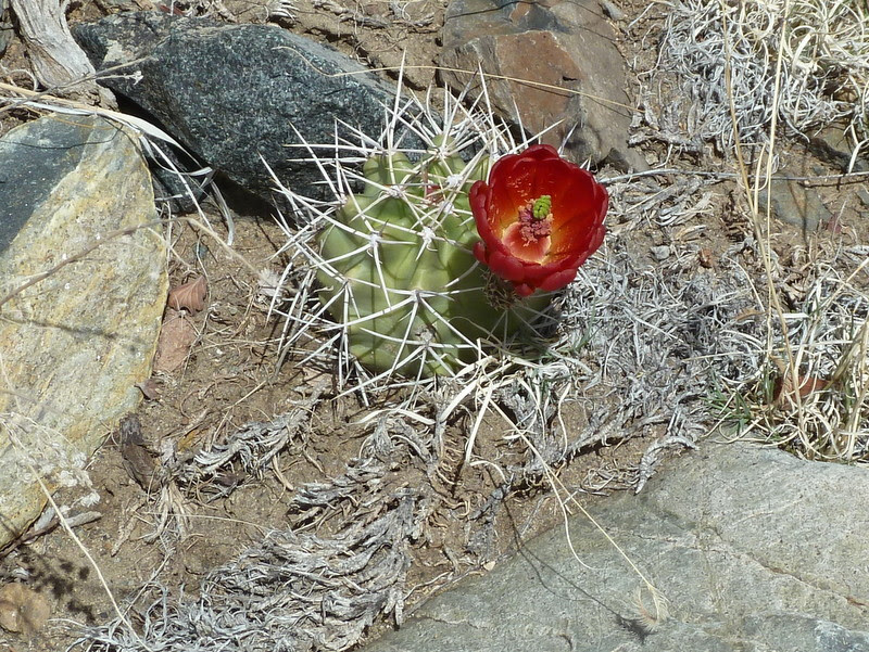 claret cup