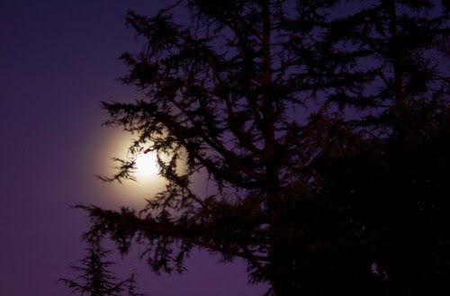 Veteran's Day Moonrise