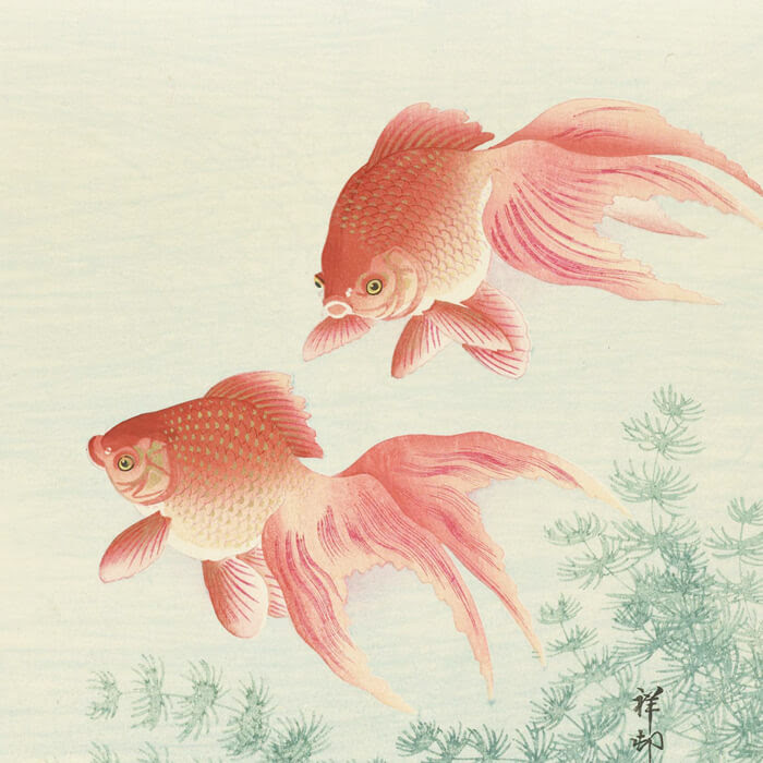 小原古邨 金魚 壁紙ギャラリー Kagirohi