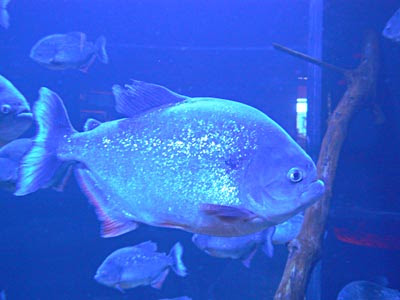 Poisson dans l'aquarium .jpg