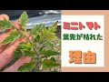 ++ 50 ++ 枯れ 葉っぱ トマト の 病気 299950