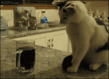 クールSIFCO（25 gifok）