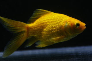 埼玉産 木村養魚場 キラキラに迫る ペットのデパート東葛 金魚部