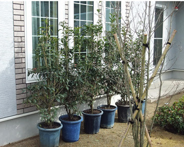 株式会社 一条工務店 様のグリーンレンタル 設置場所別設置事例 モデルルームの観葉植物レンタル 観葉植物レンタル設置事例 岐阜の観葉植物レンタル 岐阜のグリーンレンタル 販売 片桐園芸