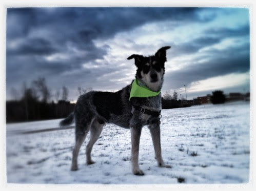 good winter morning