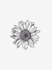 Inilah Small Daisy, Paling Populer!
