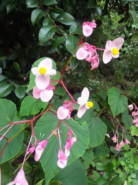 秋海棠 花言葉は 自然を愛す 写真共有サイト フォト蔵