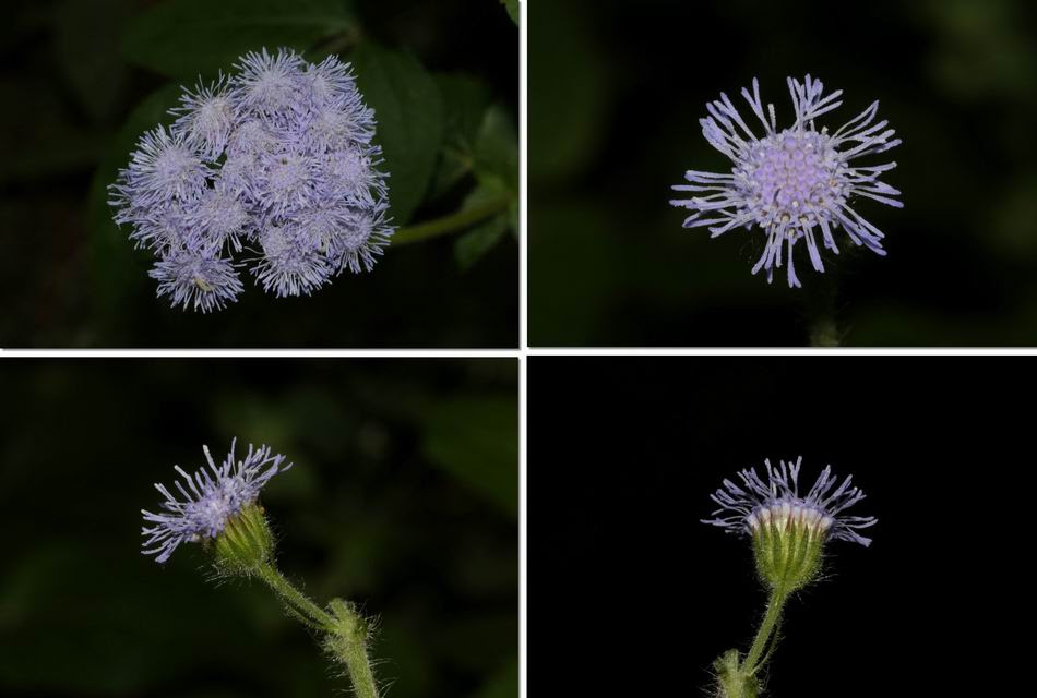 紫花藿香薊