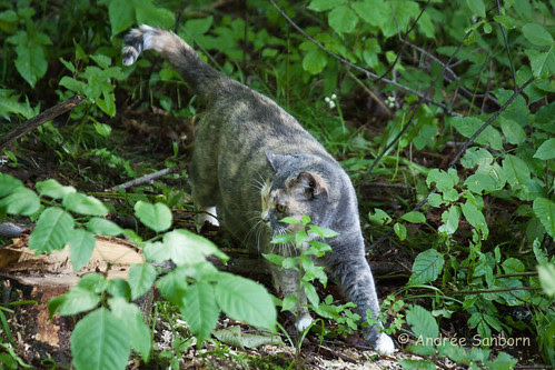 Possum Takes a Hike-9.jpg