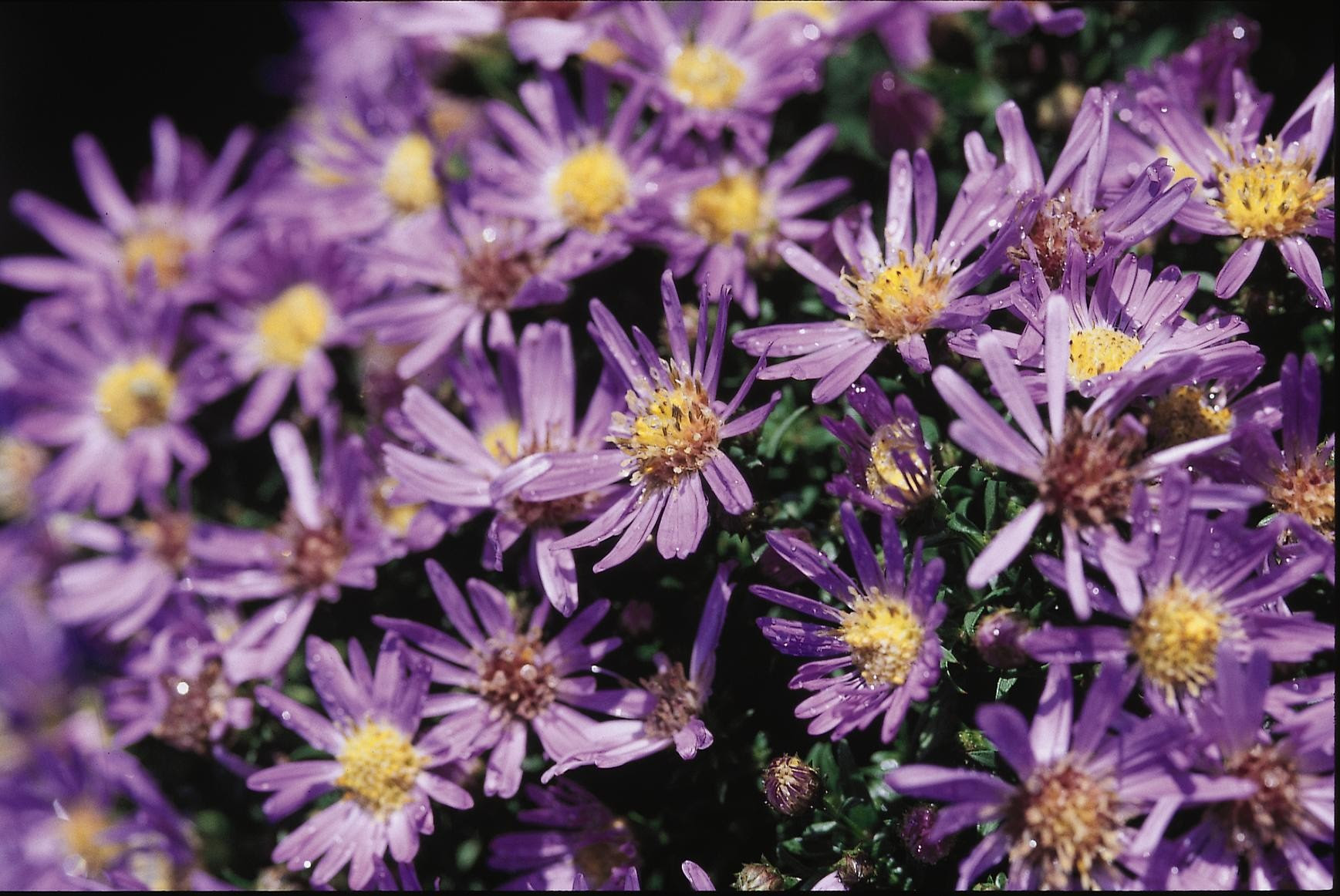 Aster, Wood's Blue - TheTreeFarm.com