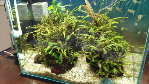 ピンナの森 解体 Yossy S Eggs