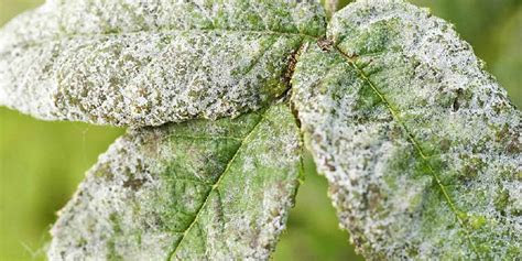 powdery mildew  mango