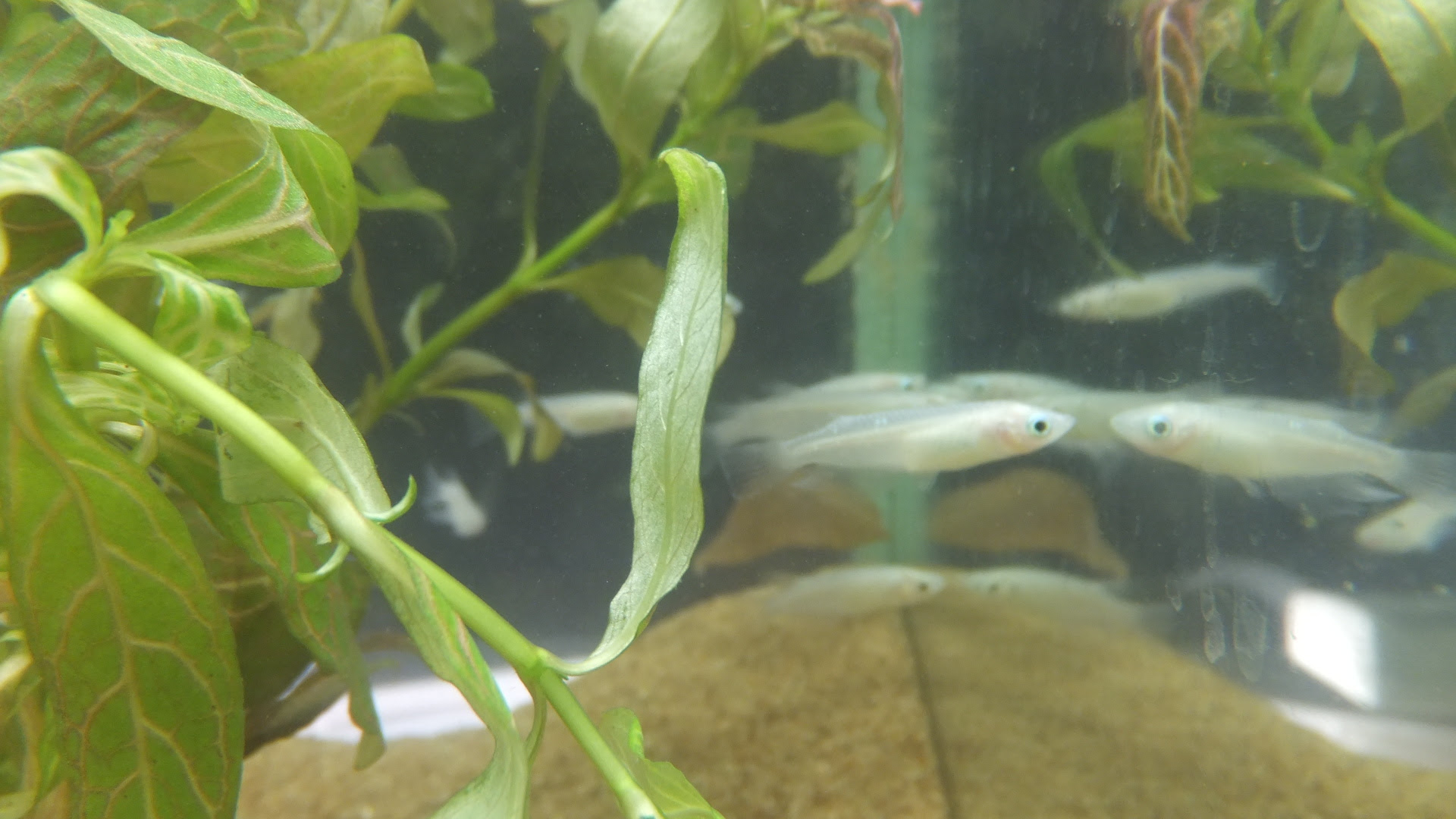 8 14 熱帯魚 メダカ カエル ウーパールーパー 水草入荷 ペットショップ Peki Farm ペットと一緒に買い物ができるペットショップ
