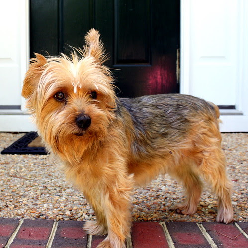 Yorkie