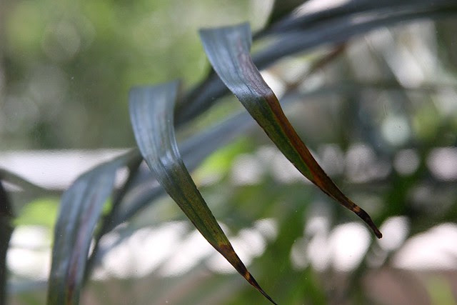palm fronds