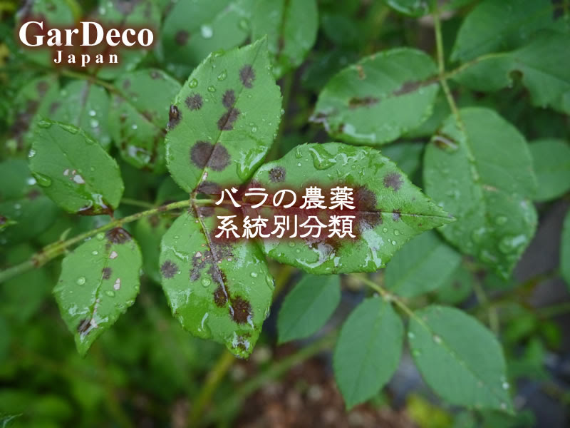 バラの黒点病 黒星病 に対する農薬 薬剤を系統別に分類しました Gardeco Japan