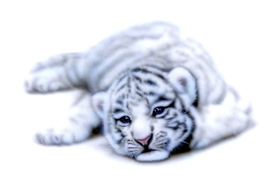 リアリズム絵画 動物の絵 動物イラスト ホワイトタイガー ホワイトタイガーの赤ちゃん