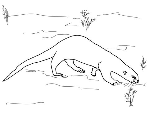 Ausmalbild Riesenotter Ausmalbilder Kostenlos Zum Ausdrucken