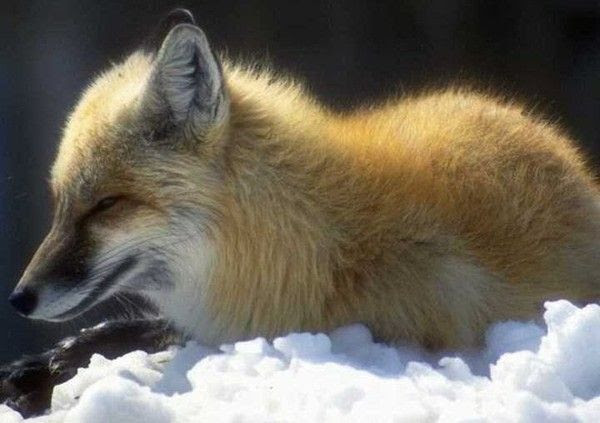 Renard