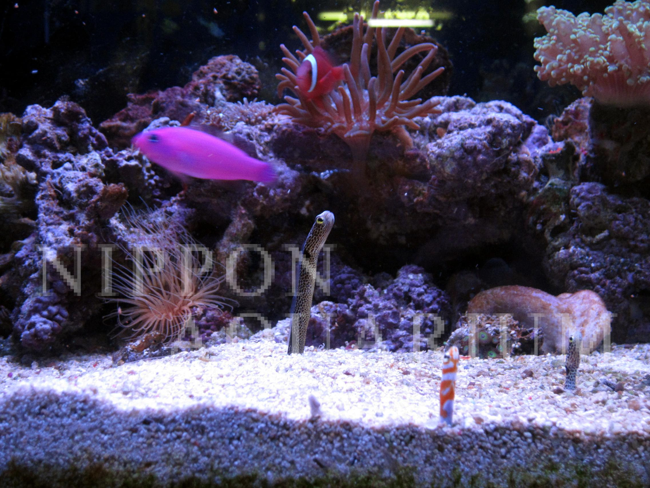 チンアナゴ 飼育方法 飼い方 餌 水温 混泳などについて 熱帯魚図鑑 熱帯魚の飼育 混泳 繁殖 病気など