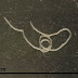 Horsehair Worm In Toilet - Parasitic horsehair worms primarily target invertebrates like insects but scientists believe that the worms are increasingly becoming a concern for studies documenting the risk of horsehair worms infecting humans have been published recently and the results are more than a little disconcerting.