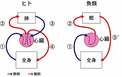 魚話その144 ギクン ギクンと血は巡る 素人魂 特濃魚汁