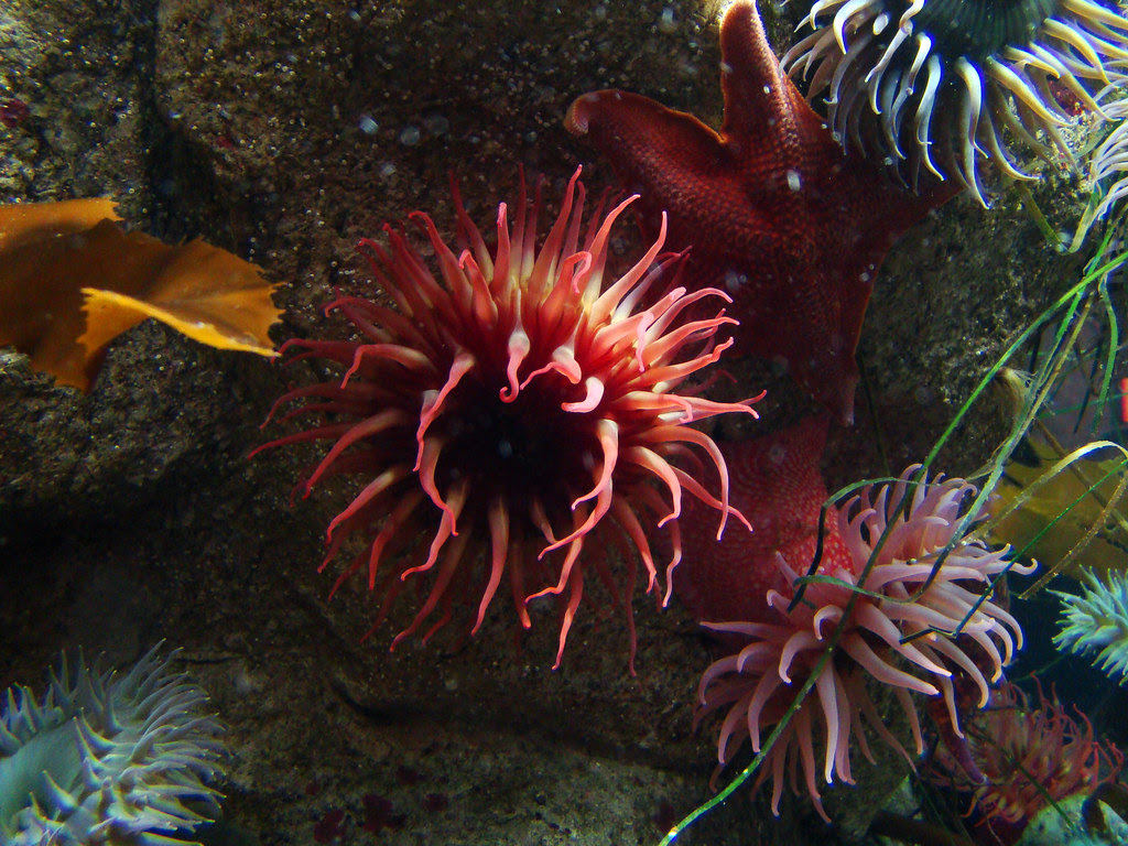DSC01967 Monterey Bay Aquarium anemone