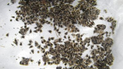 004 ダフミアミジンコ耐久卵到着 青汁飲んでみた 11 12 16