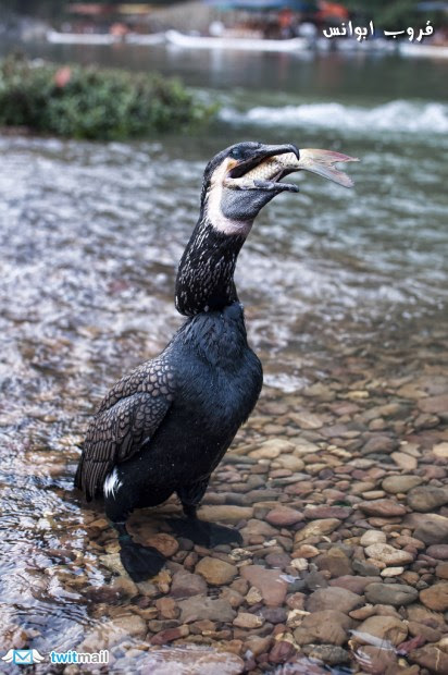 بالصور : أغرب طريقة صيد للاسماك DmsQG.jpg