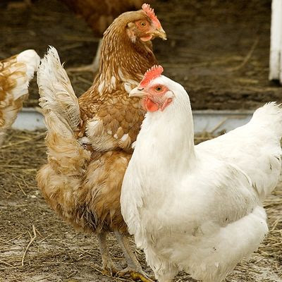 Raising Chickens: How to Get Started Beginner's Guide