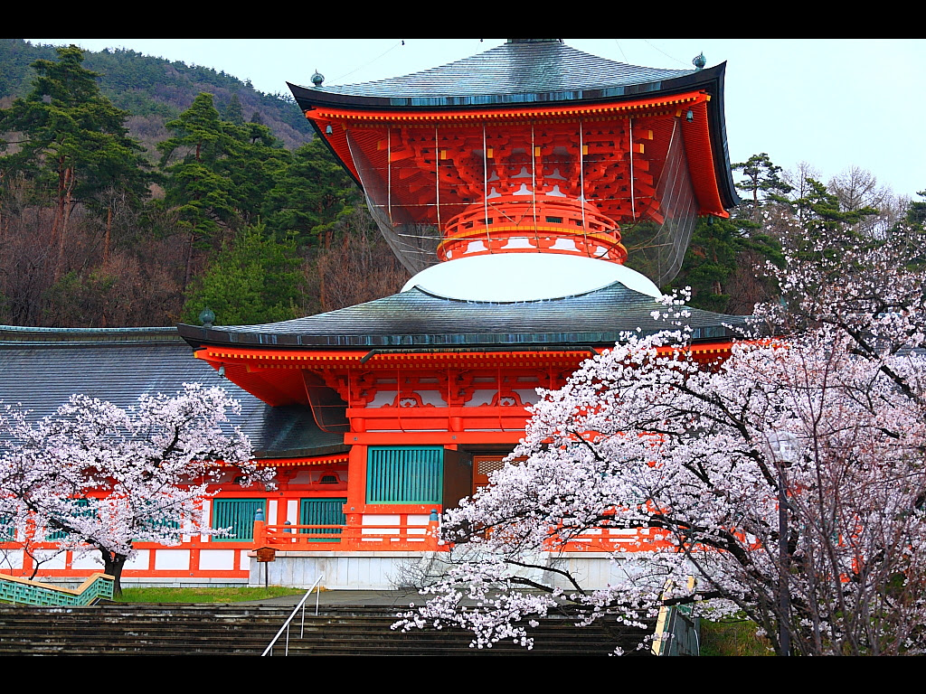 雲上殿納骨堂手前の桜