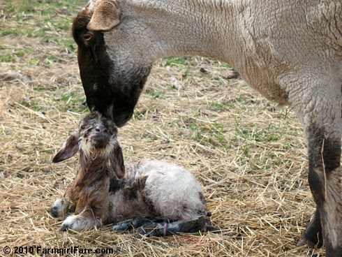 Daisy Mae and newborn baby girl